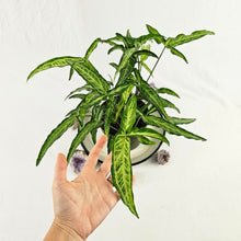 Load image into Gallery viewer, Syngonium Angustatum Little Star, 6&#39;&#39; multi pot of 4 Ships Nationwide
