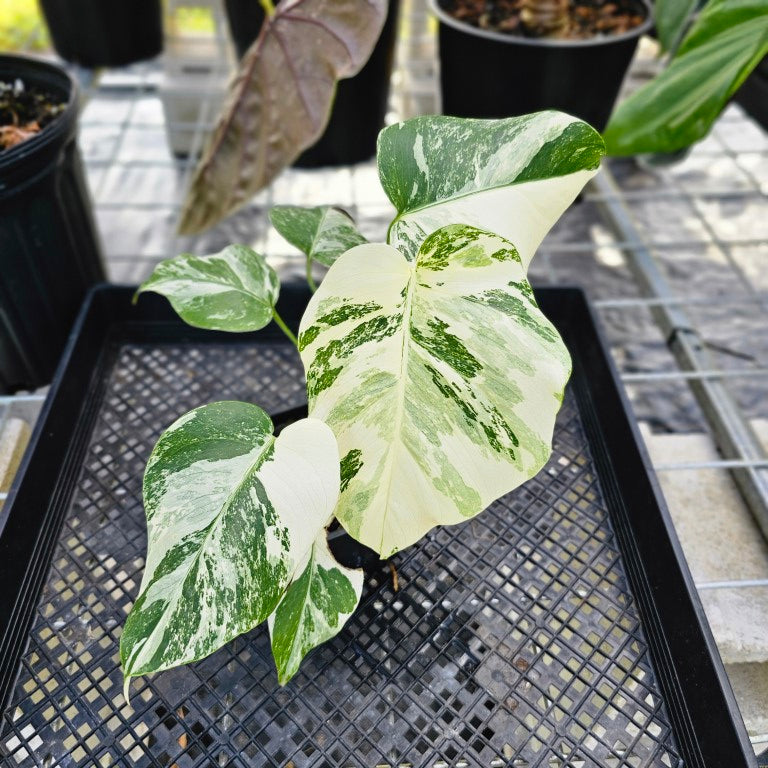 Monstera Borsigiana Albo Deliciosa, Exact Plant Variegated Ships Nationwide