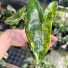 Load image into Gallery viewer, Alocasia Zebrina Aurea variegated 2.5" pot, Fedex 2day*
