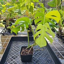 Load image into Gallery viewer, Monstera Borsigiana Aurea, Exact Plant Variegated Ships Nationwide
