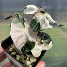 Load image into Gallery viewer, Alocasia Heart Balloon pink variegated exact plant, Fedex 2day*
