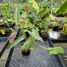 Load image into Gallery viewer, Philodendron Atabapoense, Exact Plant Ships Nationwide
