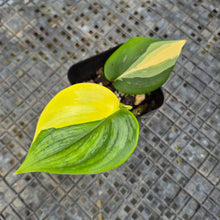Load image into Gallery viewer, Scindapsus Rubicon, Exact Plant Variegated Ships Nationwide
