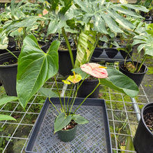 Load image into Gallery viewer, Anthurium Shibori, Exact Plant Variegated
