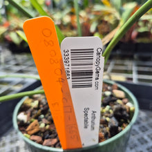 Load image into Gallery viewer, Anthurium Spectabile exact plant, Fedex 2day*

