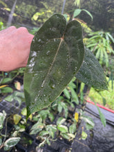 Load image into Gallery viewer, Anthurium (Ace of Spades Dark Form x Kunayalense) x Pap FS 2.5" pot, Fedex 2day*
