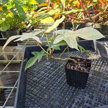 Load image into Gallery viewer, Philodendron Florida Ghost, Exact Plant Ships Nationwide
