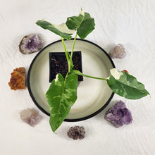 Load image into Gallery viewer, Alocasia Odora, Okinawa Silver, Exact Plant Variegated Ships Nationwide
