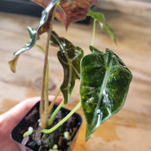 Load image into Gallery viewer, Alocasia sanderiana 'Nobilis' Aurea, Exact Plant Ships Nationwide
