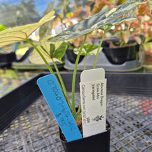 Load image into Gallery viewer, Alocasia dragon scale albo Exact Plant Ships Nationwide
