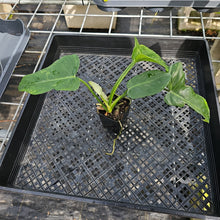 Load image into Gallery viewer, Philodendron Minarum 'Lime Fiddle' 2.5" pot, Fedex 2day*
