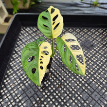 Load image into Gallery viewer, Monstera Adansonii Albo Tricolor Variegated exact plant, Fedex 2day*
