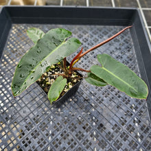 Load image into Gallery viewer, Philodendron Atabapoense Dark Form, Exact Plant Ships Nationwide
