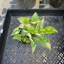 Load image into Gallery viewer, Syngonium Red Spot Tricolor, Exact Plant Variegated 4 plant pot Ships Nationwide
