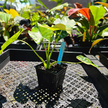 Load image into Gallery viewer, Alocasia Gageana Aurea, Exact Plant Variegated 4&#39;&#39; pot
