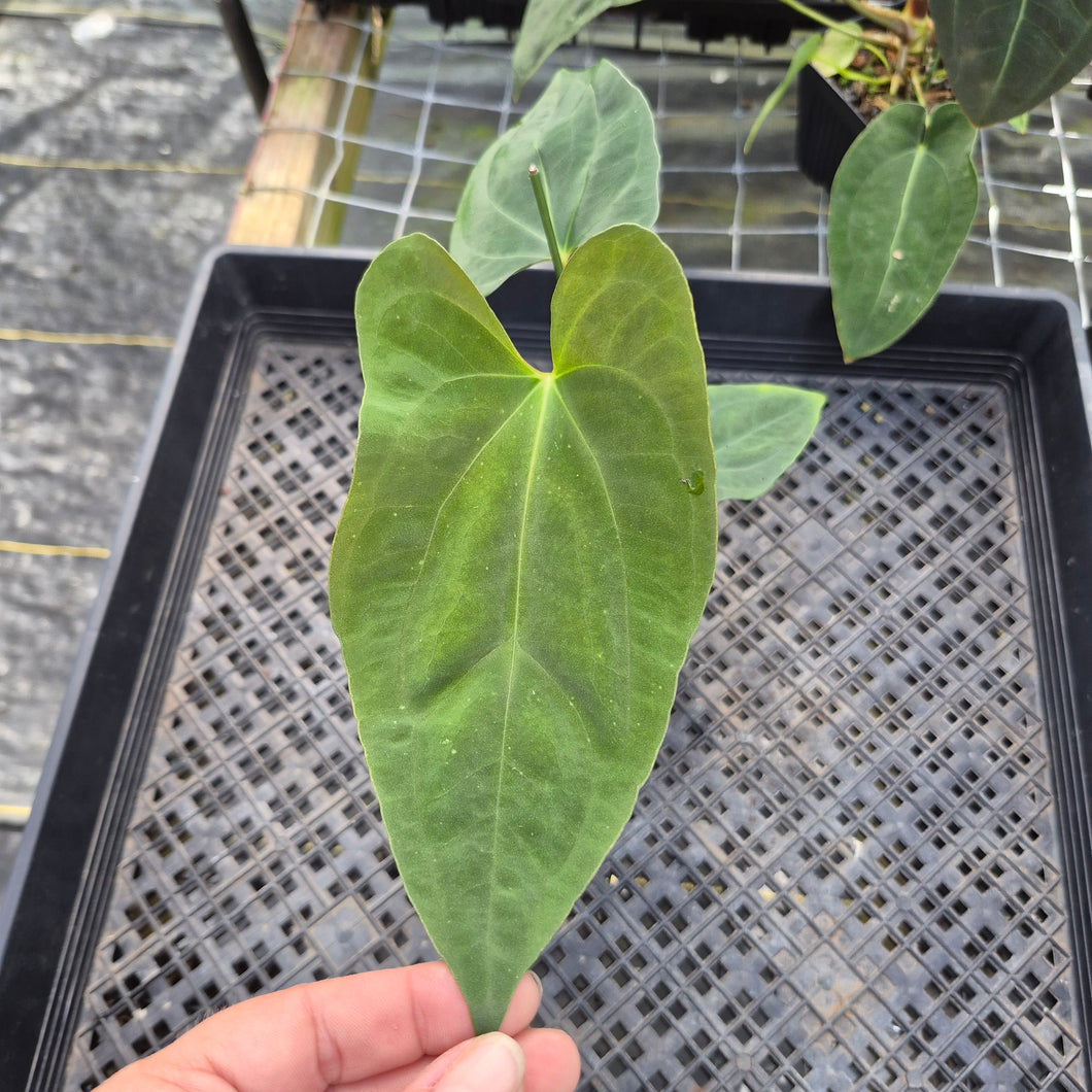 Anthurium Papillilaminum Fort Sherman X ( FS X Ralph Lynam), Ships Nationwide