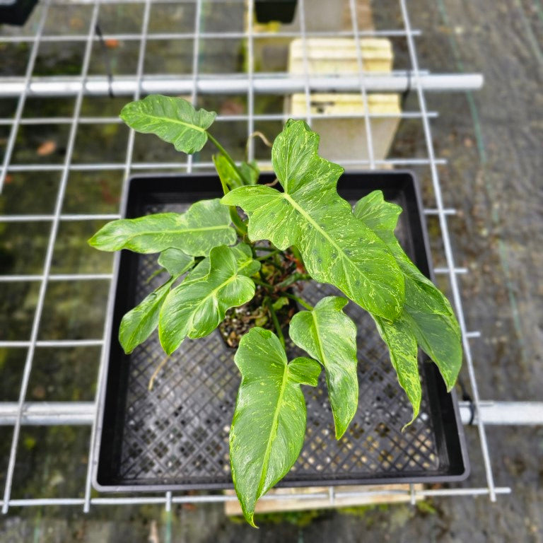 Philodendron Minarum 'Lime Fiddle', Exact Plant