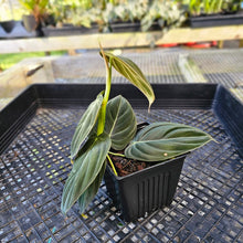 Load image into Gallery viewer, Philodendron Melanochrysum, Exact Plant Ships Nationwide
