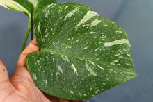 Load image into Gallery viewer, Variegated Monstera Thai Constellation Exact Plant
