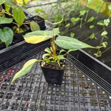 Load image into Gallery viewer, Philodendron Gloriosum Snow Leopard, variegated, Exact Plant Ships Nationwide
