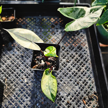 Load image into Gallery viewer, Alocasia Macrorhizza Black Stem, Exact Plant Variegated
