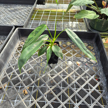 Load image into Gallery viewer, Philodendron Patriciae, Exact Plant Ships Nationwide
