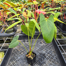 Load image into Gallery viewer, Anthurium Shibori, Exact Plant Variegated Ships Nationwide
