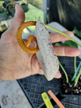 Load image into Gallery viewer, Anthurium Scherzerianum "Pig Tail", Exact Plant Speckled Ships Nationwide
