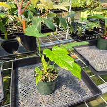 Load image into Gallery viewer, Philodendron Minarum 'Lime Fiddle' exact plant, Fedex 2day*
