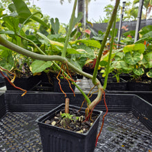 Load image into Gallery viewer, Philodendron Quercifolium, Exact Plant Ships Nationwide
