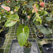 Load image into Gallery viewer, Anthurium Anuenue Obake Bicolor pink/green Fedex 2day
