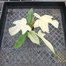 Load image into Gallery viewer, Philodendron Florida Ghost, Exact Plant Ships Nationwide
