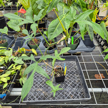 Load image into Gallery viewer, Philodendron Quercifolium x Pedatum, Exact Plant
