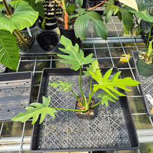 Load image into Gallery viewer, Philodendron Radiatum Aurea Variegated exact plant, Fedex 2day*

