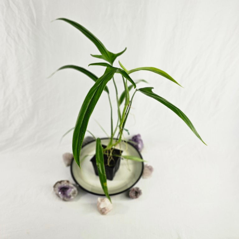 Philodendron Holtonianum, Exact Plant Ships Nationwide