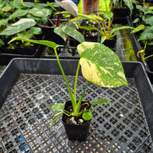 Load image into Gallery viewer, Monstera Creme Brulee , Exact Plant Variegated Ships Nationwide
