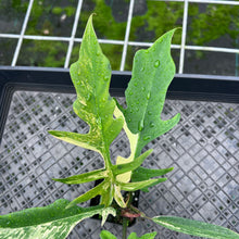 Load image into Gallery viewer, Philodendron Florida Beauty X Tortum, Exact Plant Variegated
