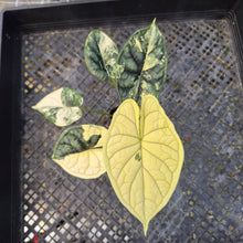 Load image into Gallery viewer, Alocasia dragon scale albo Exact Plant Ships Nationwide
