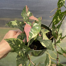 Load image into Gallery viewer, Syngonium Red Spot Tricolor Variegated exact plant, Fedex 2day
