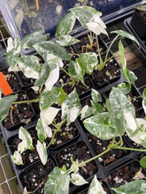 Load image into Gallery viewer, Alocasia Frydek Variegated 2.5" pot, Fedex 2day*

