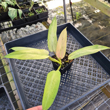 Load image into Gallery viewer, Philodendron Whipple Way, Exact Plant Variegated Ships Nationwide
