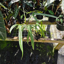 Load image into Gallery viewer, Philodendron Holtonianum, Exact Plant
