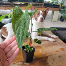 Load image into Gallery viewer, Anthurium Papillilaminum Fort Sherman X Ralph Lynam, Exact Plant Ship Nationwide
