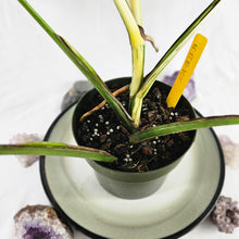 Load image into Gallery viewer, Monstera Borsigiana Albo Deliciosa, Exact Plant Variegated Ships Nationwide
