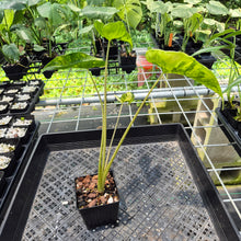 Load image into Gallery viewer, Alocasia Macrorrhiza Shock Treatment Variegated exact plant, Fedex 2day*
