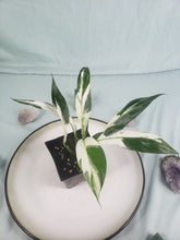 Load image into Gallery viewer, Jessica &#39;peace Lily&#39;, Exact Plant, variegated Spathiphyllum
