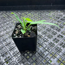 Load image into Gallery viewer, Anthurium Pallidiflorum 2.5" pot, FedEx 2day*
