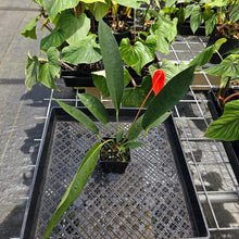 Load image into Gallery viewer, Anthurium Sherzerianum &quot;Pig Tail&quot;, Exact Plant Ships Nationwide

