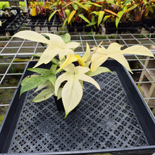 Load image into Gallery viewer, Philodendron Florida Ghost, Exact Plant Ships Nationwide
