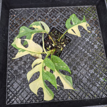 Load image into Gallery viewer, Rhaphidophora Tetrasperma Albo, Exact Plant Variegated Ships Nationwide
